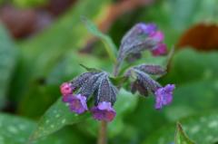 Pulmonaria affinis, 22 f�vrier 2004, Holzart� (64)