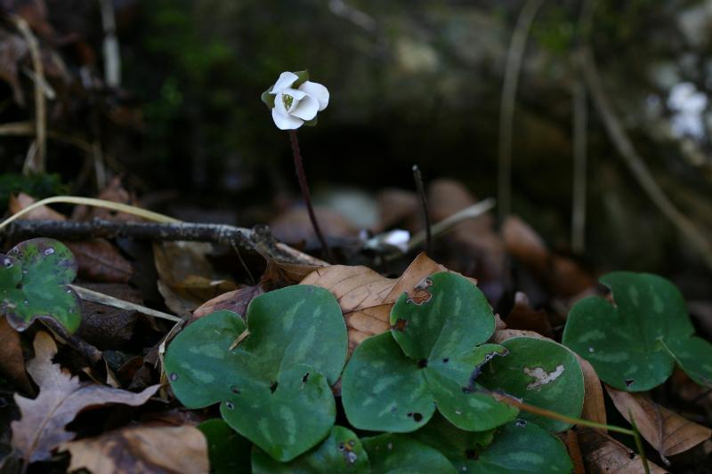 Hepatica nobilis, 22 f�vrier 2004, Holzart� (64)