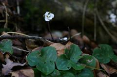 Hepatica nobilis, 22 f�vrier 2004, Holzart� (64)
