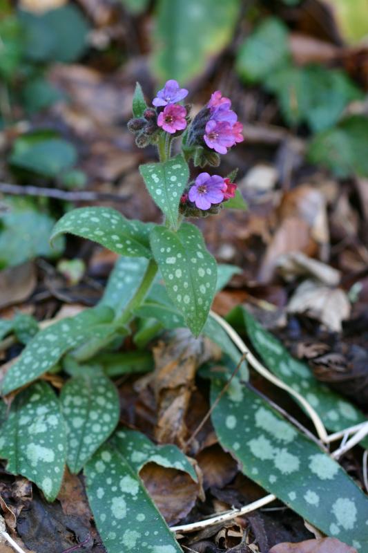 Pulmonaria affinis, 22 f�vrier 2004, Holzart� (64)