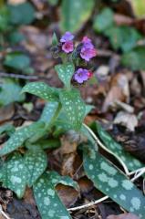 Pulmonaria affinis, 22 f�vrier 2004, Holzart� (64)