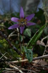 Erythronium dens-canis, 22 f�vrier 2004, Holzart� (64)