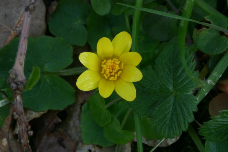Ranunculus ficaria, 29 f�vrier 2004, Salies de B�arn (64)