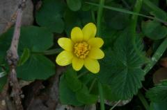 Ranunculus ficaria, 29 f�vrier 2004, Salies de B�arn (64)