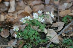 Isopyrum thalictroides, 20 mars 2004, Holzart� (64)
