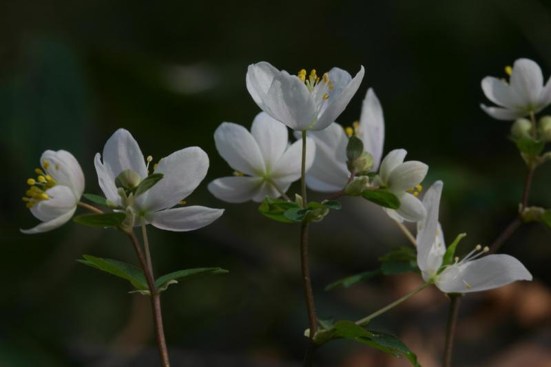 Isopyrum thalictroides, 20 mars 2004, Holzart� (64)