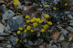 Tussilago farfara, 20 mars 2004,  Holzart� (64)