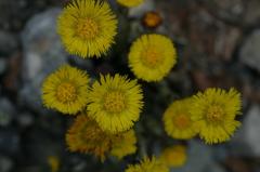 Tussilago farfara, 20 mars 2004,  Holzart� (64)