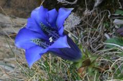Gentiana acaulis, 20 mars 2004, Holzart� (64)