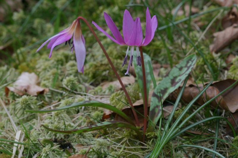 Erythronium dens-canis, 20 mars 2004, Holzart� (64)