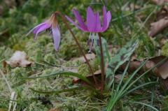 Erythronium dens-canis, 20 mars 2004, Holzart� (64)