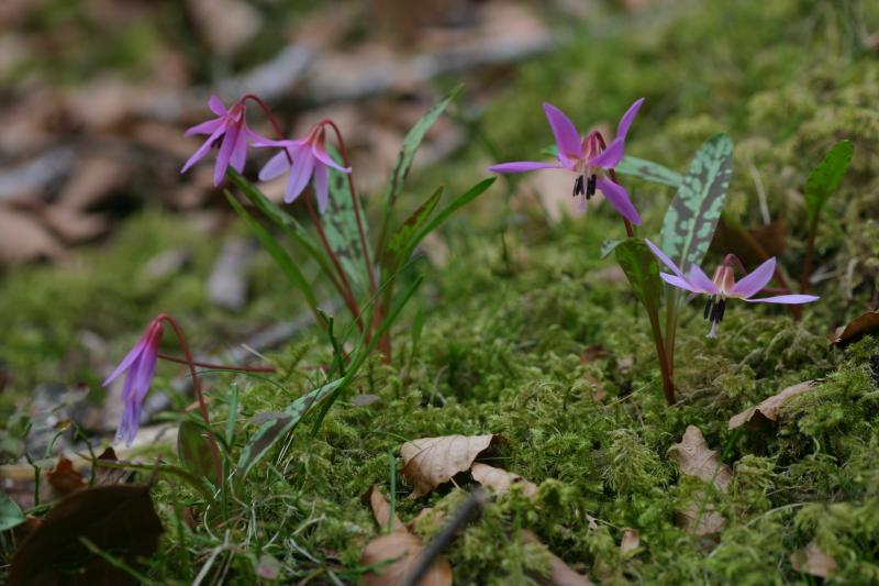 Erythronium dens-canis, 20 mars 2004, Holzart� (64)