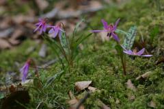 Erythronium dens-canis, 20 mars 2004, Holzart� (64)