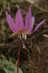 Erythronium dens-canis, 29 mars 2004, Holzart� (64)