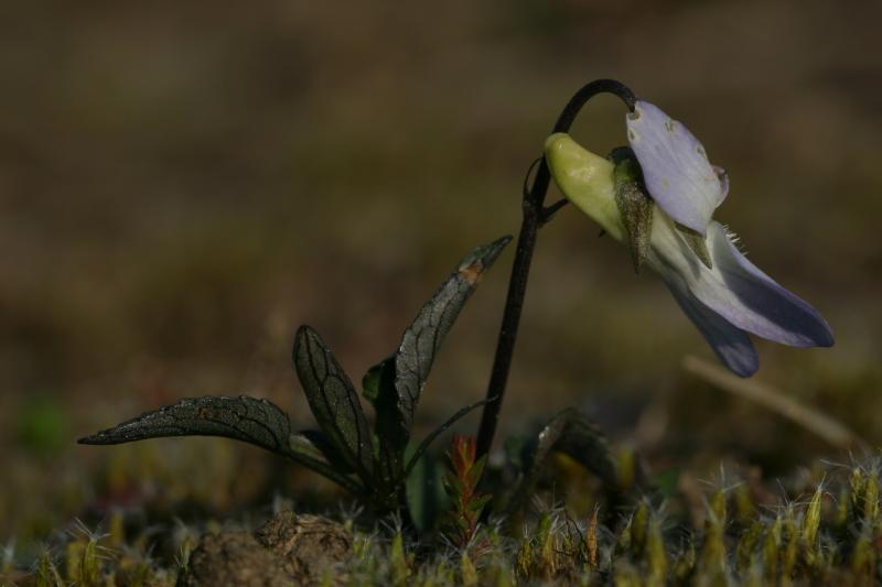 Viola lactea, 15 avril 2004, Salies de B�arn (64)