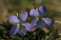 Viola lactea, 15 avril 2004, Salies de B�arn (64)