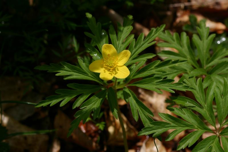 Anemone ranunculo�des, 25 mai 2004, Bious Artigues (64)