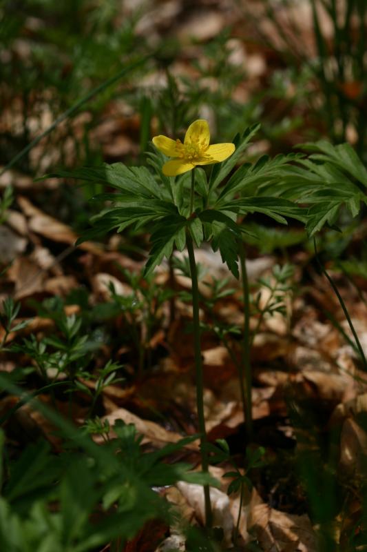Anemone ranunculo�des, 25 mai 2004, Bious Artigues (64)