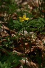 Anemone ranunculo�des, 25 mai 2004, Bious Artigues (64)