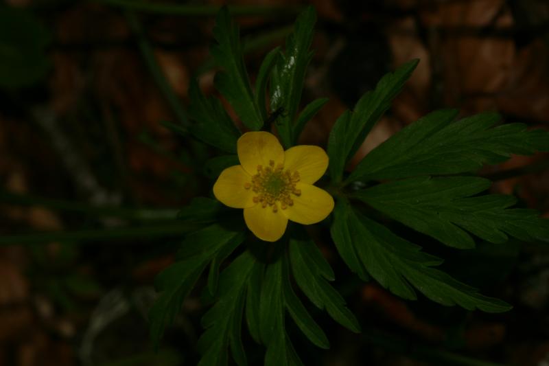 Anemone ranunculo�des, 25 mai 2004, Bious Artigues (64)
