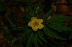 Anemone ranunculo�des, 25 mai 2004, Bious Artigues (64)
