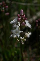 Menyanthes trifoliata, 31 mai 2004, Formigal (Aragon)
