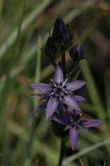 Swertia perennis, 18 juillet 2004, Col du Pourtalet (Aragon)
