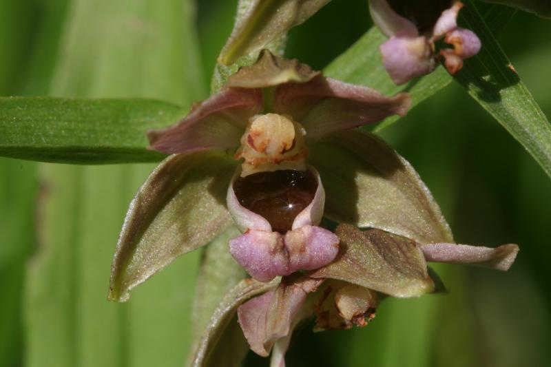 Epipactis helleborine, 19 juillet 2004, Holzart� (64)