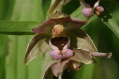 Epipactis helleborine, 19 juillet 2004, Holzart� (64)