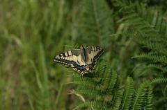  , 19 juillet 2004, Holzart� (64)