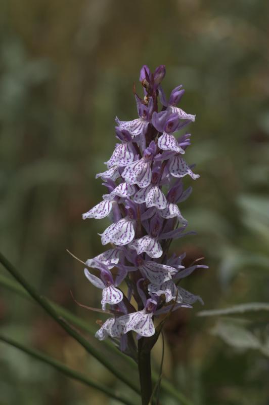Dactylorhiza maculata, 26 juillet 2004, Vall�e d'Aspe (64)