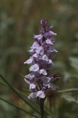 Dactylorhiza maculata, 26 juillet 2004, Vall�e d'Aspe (64)
