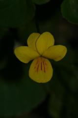 Viola biflora, 1 ao�t 2004, Ossau (64)