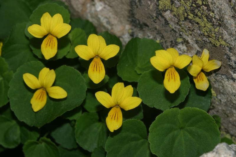 Viola biflora, 1 ao�t 2004, Ossau (64)