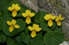 Viola biflora, 1 ao�t 2004, Ossau (64)