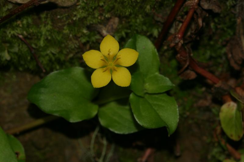 Lysimachia nemorum, 10 ao�t 2004, Ossau (64)