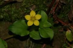 Lysimachia nemorum, 10 ao�t 2004, Ossau (64)