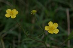 Ranunculus flammula, 17 ao�t 2004, Orist (40)
