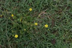 Ranunculus flammula, 17 ao�t 2004, Orist (40)