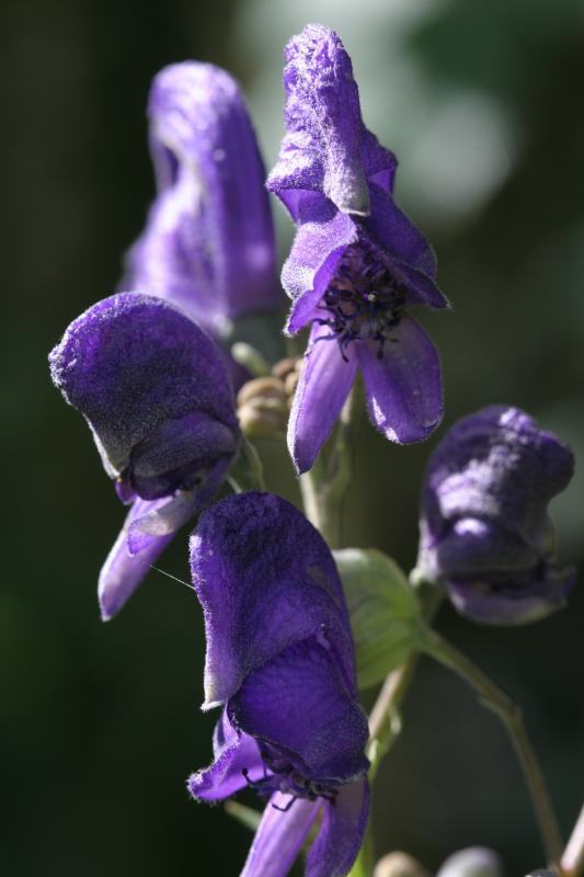 Aconitum napellus, 18 ao�t 2004, Gavarnie (65)