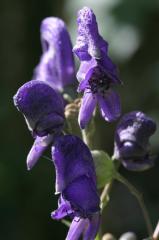 Aconitum napellus, 18 ao�t 2004, Gavarnie (65)