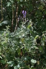 Aconitum napellus, 18 ao�t 2004, Gavarnie (65)
