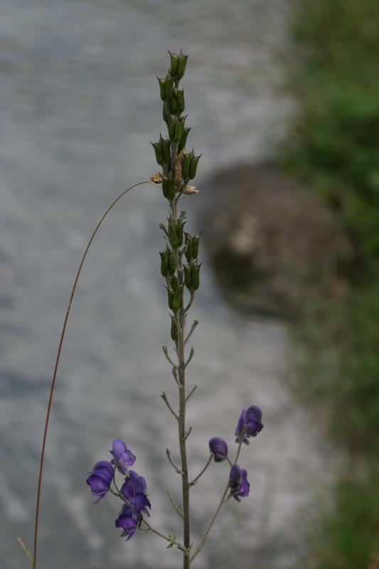 Aconitum napellus, 18 ao�t 2004, Gavarnie (65)