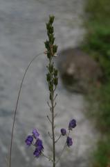 Aconitum napellus, 18 ao�t 2004, Gavarnie (65)