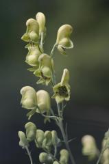 Aconitum anthora, 18 ao�t 2004, Gavarnie (65)
