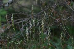 Goodyera repens, 18 ao�t 2004, Gavarnie (65)