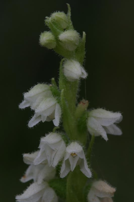 Goodyera repens, 18 ao�t 2004, Gavarnie (65)