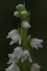 Goodyera repens, 18 ao�t 2004, Gavarnie (65)