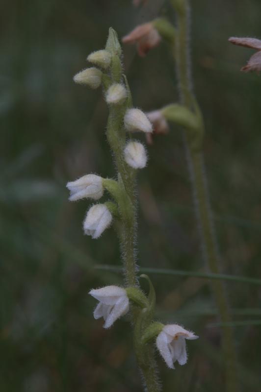 Goodyera repens, 18 ao�t 2004, Gavarnie (65)