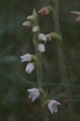 Goodyera repens, 18 ao�t 2004, Gavarnie (65)